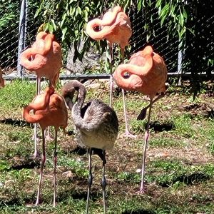 Meet your Posher, Dawn